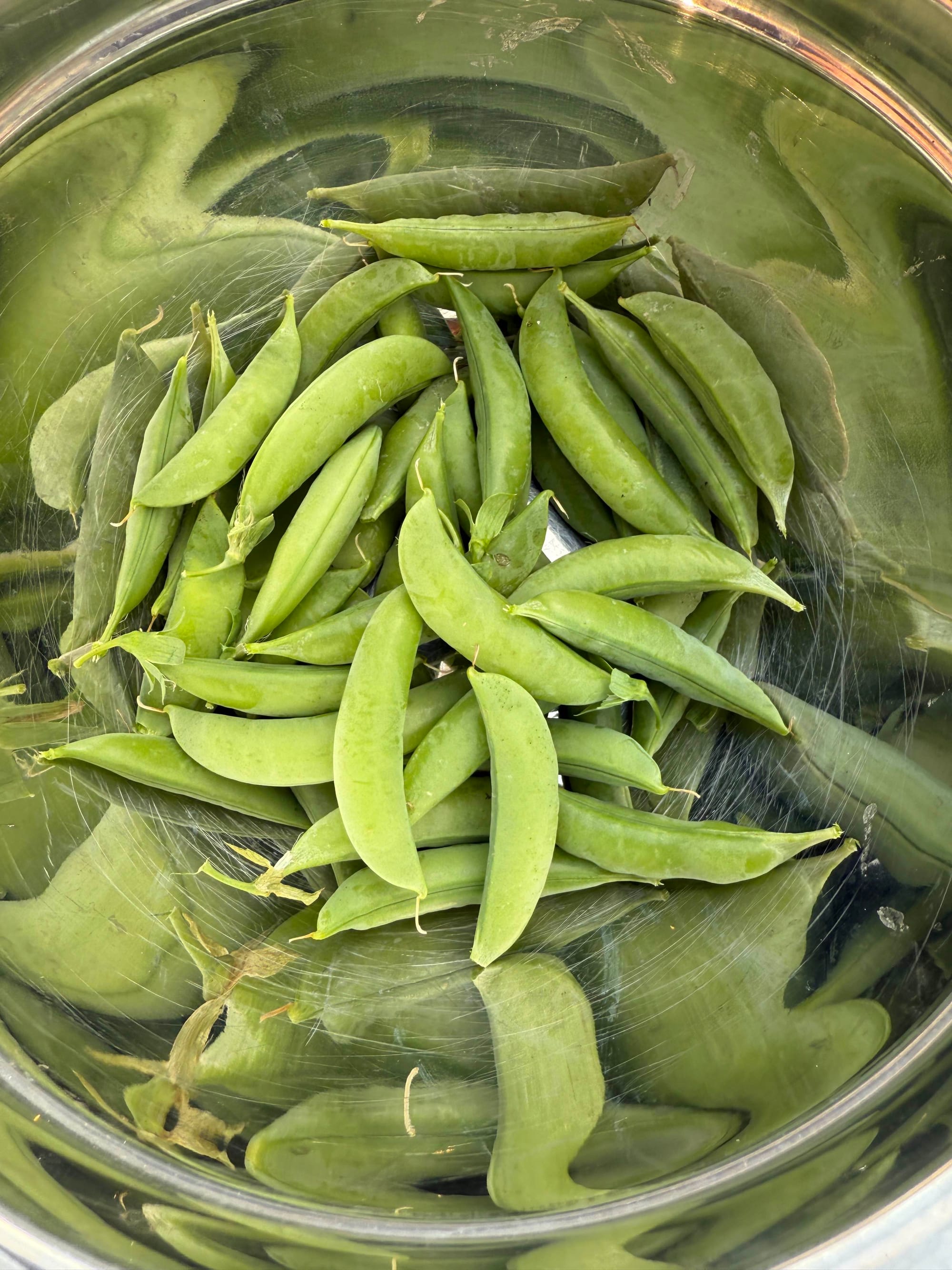 A stainless steel mixing bowl full of freshly-picked snap peas.