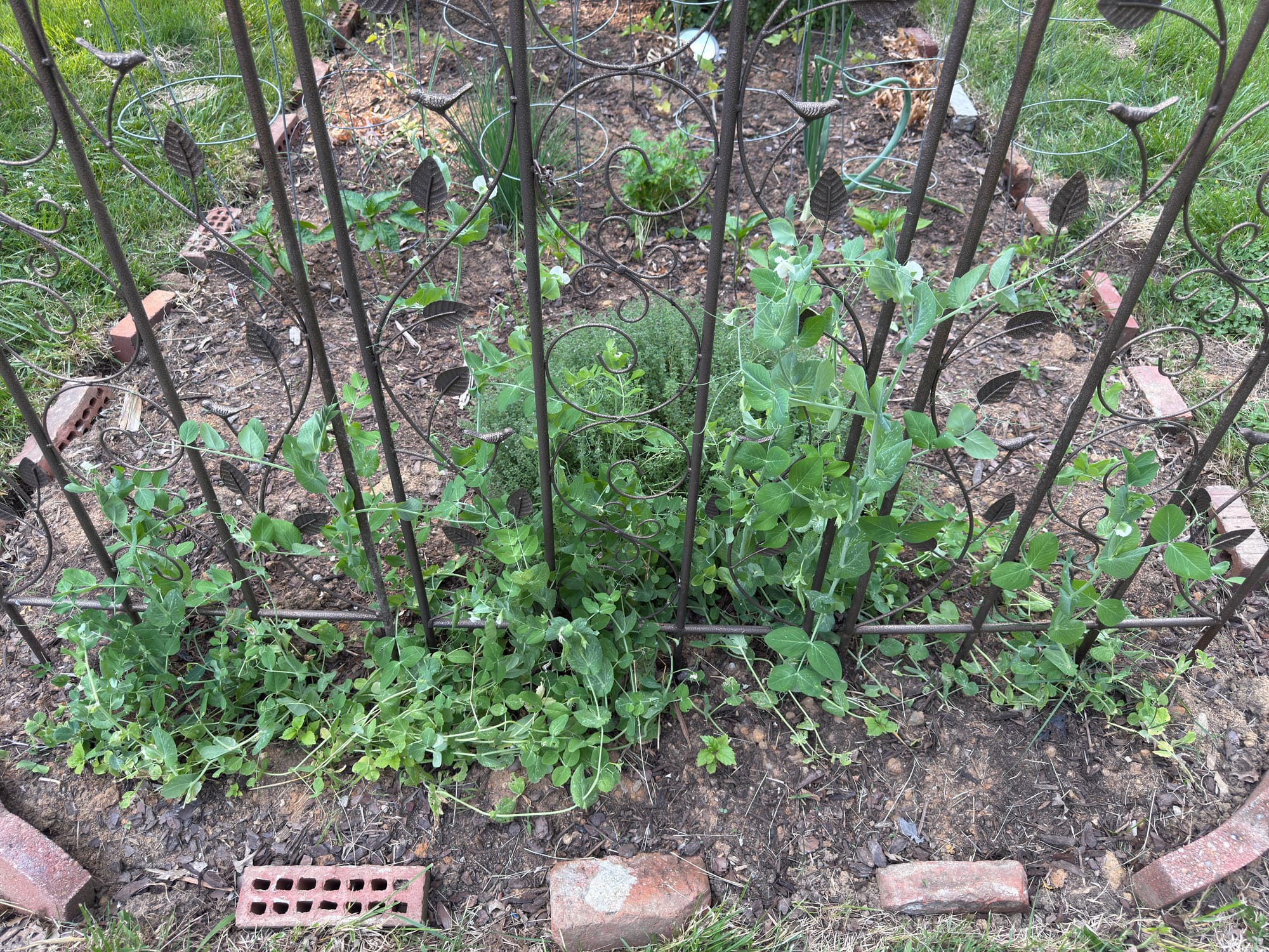 A photo of 3 trellis in a garden with snap pea vines climbing up them. Other plants can be seen in the background.